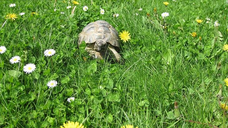 Skildpadderne :p <3 de dejlige dyr! - Fridderikke kommer når jeg kalder ^^ <3 billede 40
