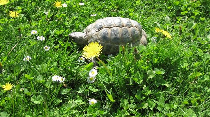 Skildpadderne :p <3 de dejlige dyr! - Rikke i haven <3 billede 41