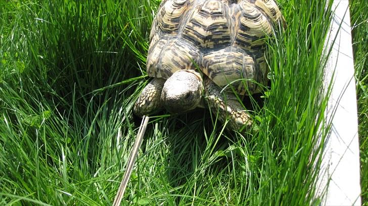 Skildpadderne :p <3 de dejlige dyr! - Hej leo ^^ billede 42