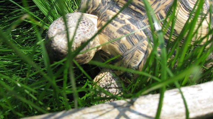 Skildpadderne :p <3 de dejlige dyr! - Leo <3 billede 43