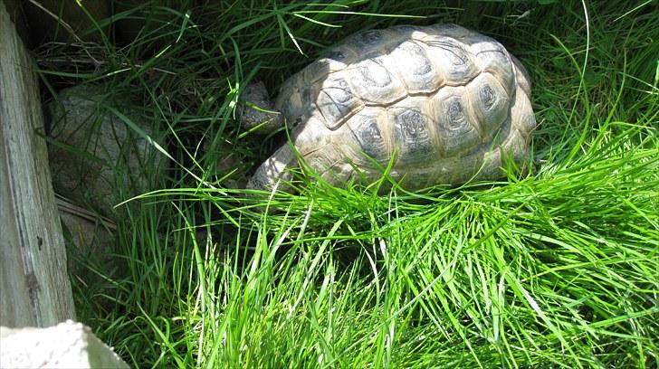 Skildpadderne :p <3 de dejlige dyr! - Rikke slapper af <3 billede 44