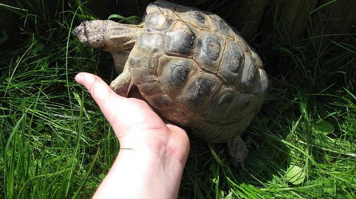 Skildpadderne :p <3 de dejlige dyr! - (rikke) indvadere min hånd ^^ billede 45
