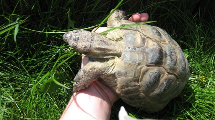 Skildpadderne :p <3 de dejlige dyr! - Fridderikke min elskede skat! billede 46