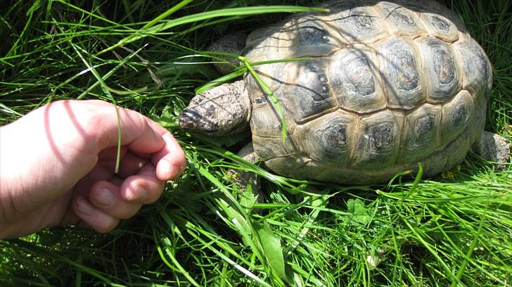 Skildpadderne :p <3 de dejlige dyr! - Hej rikke <3 billede 47