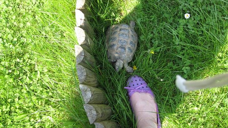 Skildpadderne :p <3 de dejlige dyr! - Fridderikke i sit udendørsbur og min sko ^^ billede 48