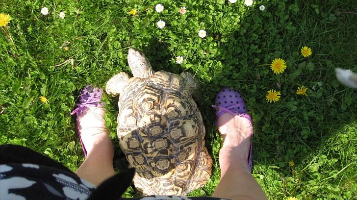 Skildpadderne :p <3 de dejlige dyr! - Haha leo mellem mine fødder!<3 store dreng! billede 49