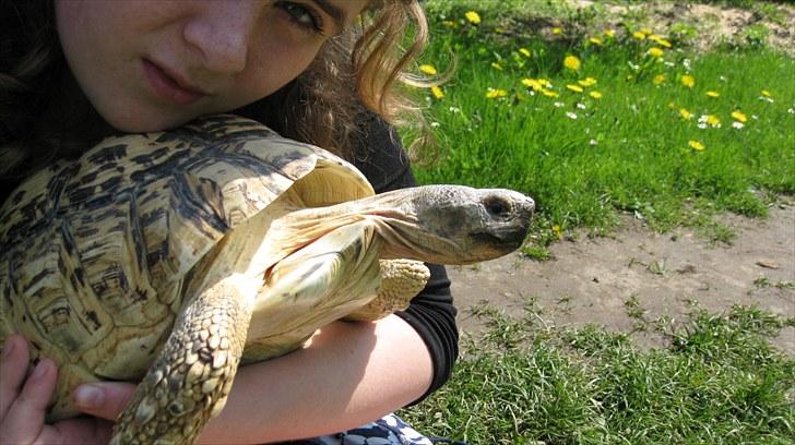 Skildpadderne :p <3 de dejlige dyr! - Jaa leo er stor han  vejer  7 killo <3 ^^ billede 51