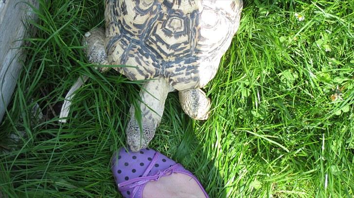 Skildpadderne :p <3 de dejlige dyr! - (leo) min sko skal undersøges ^^ billede 52