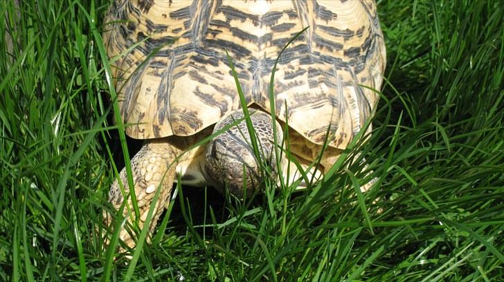 Skildpadderne :p <3 de dejlige dyr! - Leo billede 53