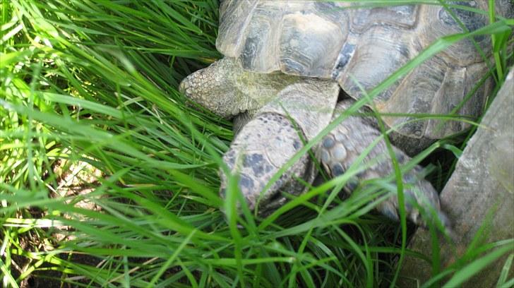 Skildpadderne :p <3 de dejlige dyr! - Græsset er højt når rikki ikke har været ude i år ^^ billede 54