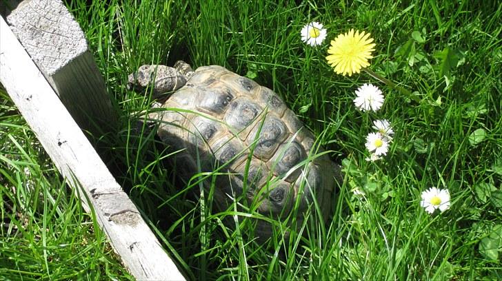 Skildpadderne :p <3 de dejlige dyr! - Rikke i udendørsbur<3 billede 55