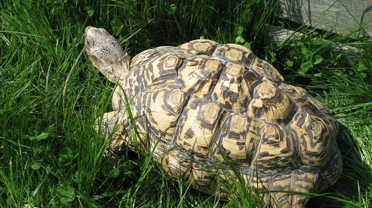 Skildpadderne :p <3 de dejlige dyr! - Leo i sommervejret<3 billede 56