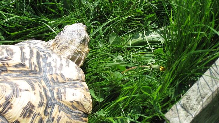 Skildpadderne :p <3 de dejlige dyr! - (leo) nam græs! billede 57