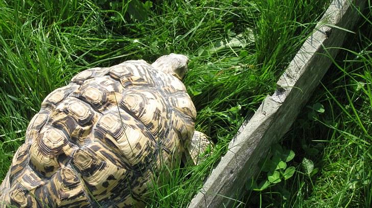 Skildpadderne :p <3 de dejlige dyr! - (leo) mere græs! billede 58