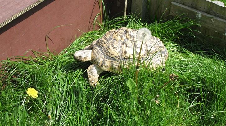 Skildpadderne :p <3 de dejlige dyr! - Leo nyder solskinnet<3 billede 59