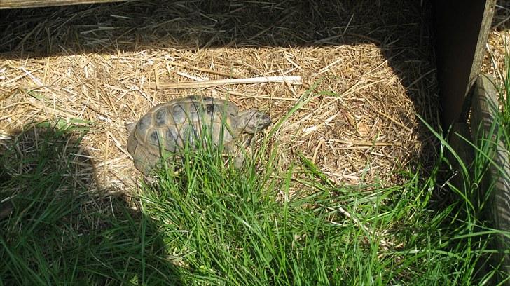 Skildpadderne :p <3 de dejlige dyr! - Rikke slapper af i sit udendørshus<3 billede 60