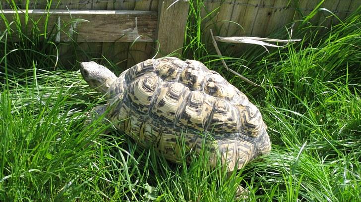 Skildpadderne :p <3 de dejlige dyr! - Leo billede 61