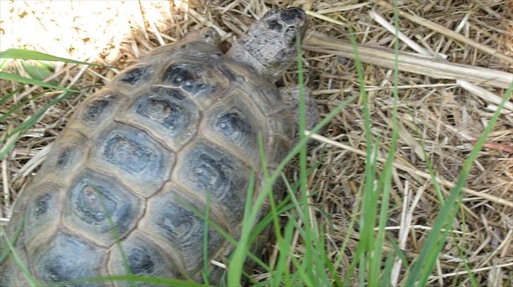 Skildpadderne :p <3 de dejlige dyr! - Rikke i høet <3 billede 62