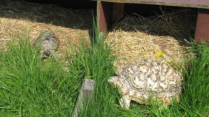 Skildpadderne :p <3 de dejlige dyr! - Rikke og leo ^^ haha naboer billede 63