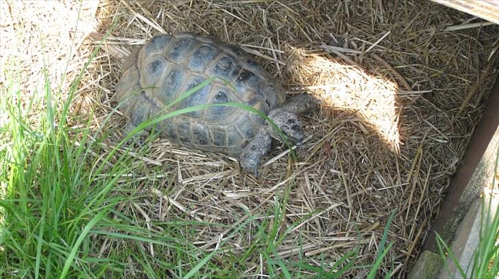 Skildpadderne :p <3 de dejlige dyr! - Rikke jeg elsker dig! billede 64