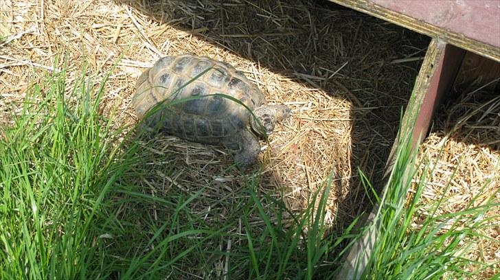 Skildpadderne :p <3 de dejlige dyr! - Mere rikke ^^ billede 65