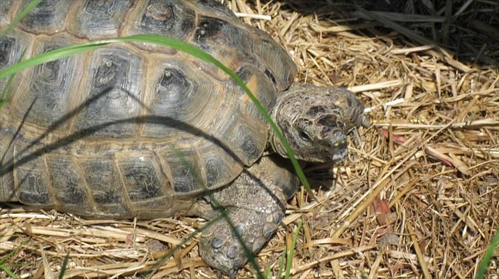 Skildpadderne :p <3 de dejlige dyr! - Rikke <3 billede 66