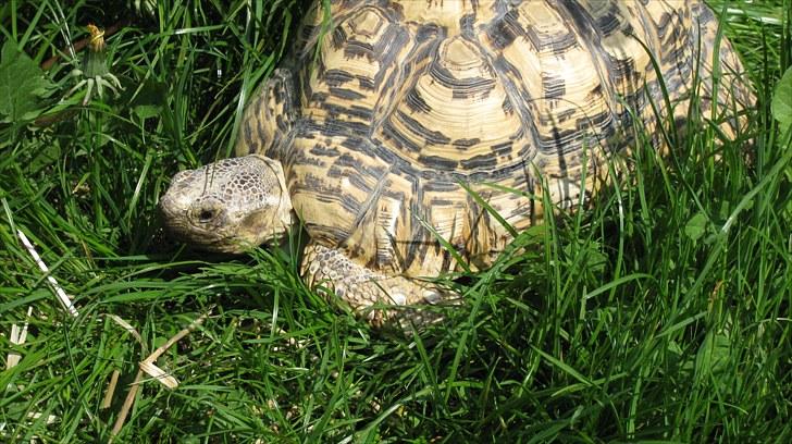 Skildpadderne :p <3 de dejlige dyr! - Leo <3 billede 67