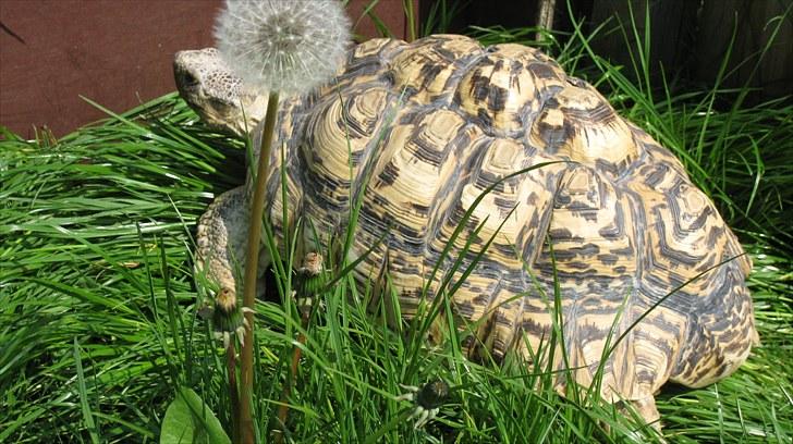 Skildpadderne :p <3 de dejlige dyr! - Store leo dreng<3 billede 68