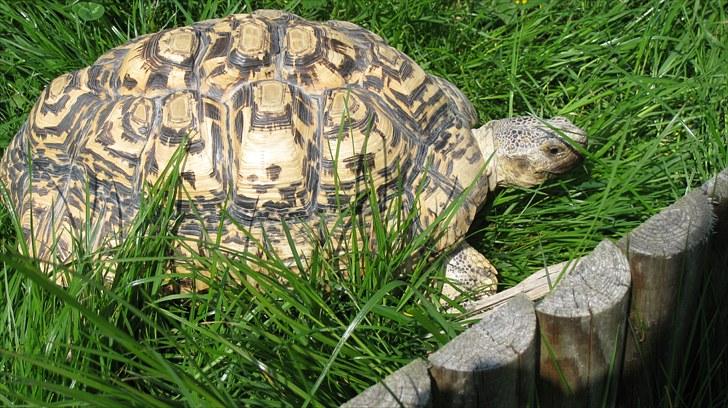 Skildpadderne :p <3 de dejlige dyr! - Alt skal undersøges af leo billede 69