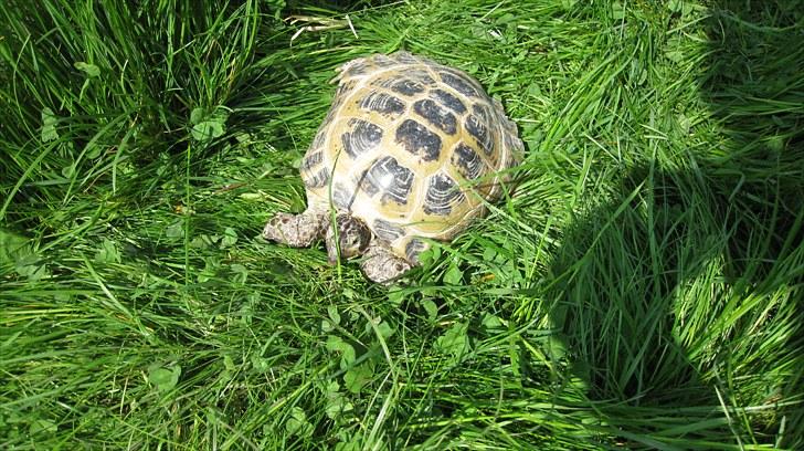 Skildpadderne :p <3 de dejlige dyr! - Nurrh gamle rosa<3 billede 70