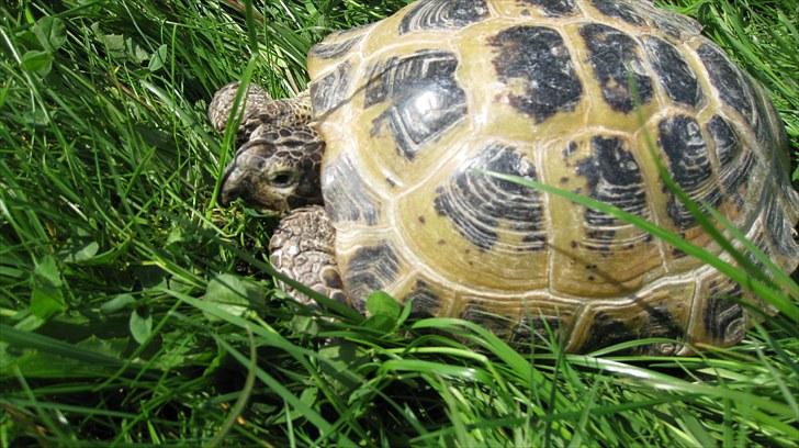 Skildpadderne :p <3 de dejlige dyr! - Rosa elsker sommerdage<3 billede 72