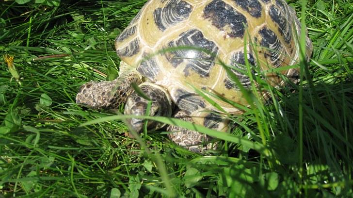 Skildpadderne :p <3 de dejlige dyr! - Rosa<3 billede 74