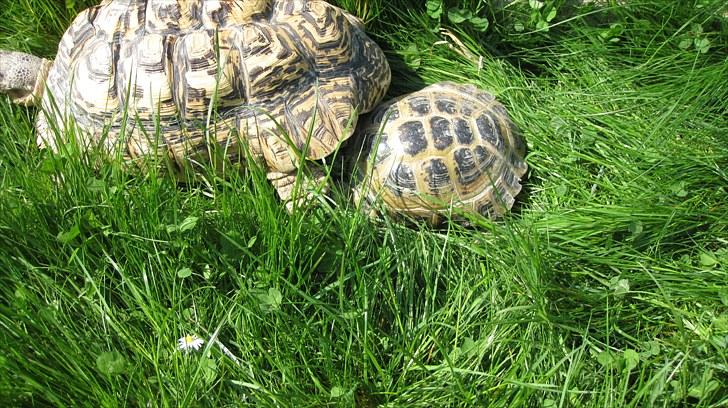 Skildpadderne :p <3 de dejlige dyr! - Rosa og leo ^^ billede 75