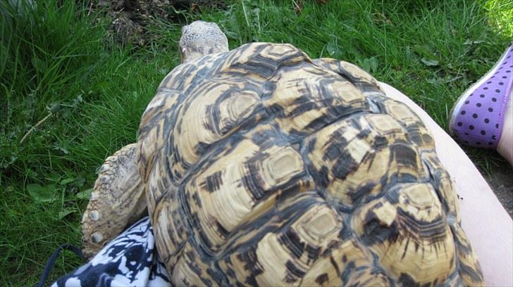 Skildpadderne :p <3 de dejlige dyr! billede 77