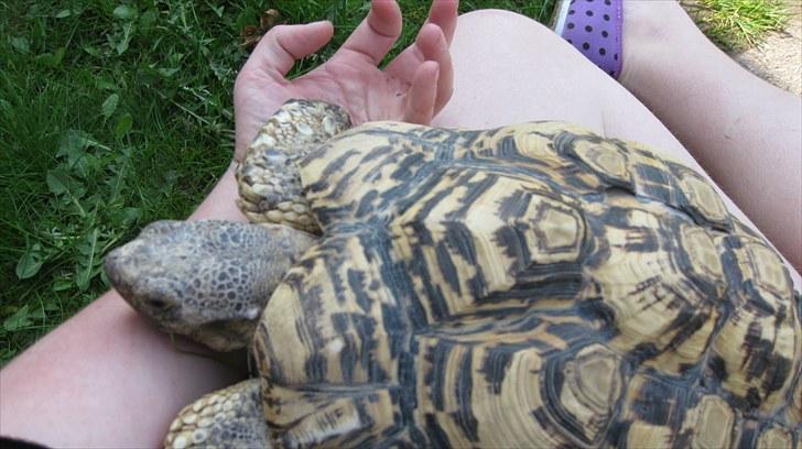 Skildpadderne :p <3 de dejlige dyr! billede 78