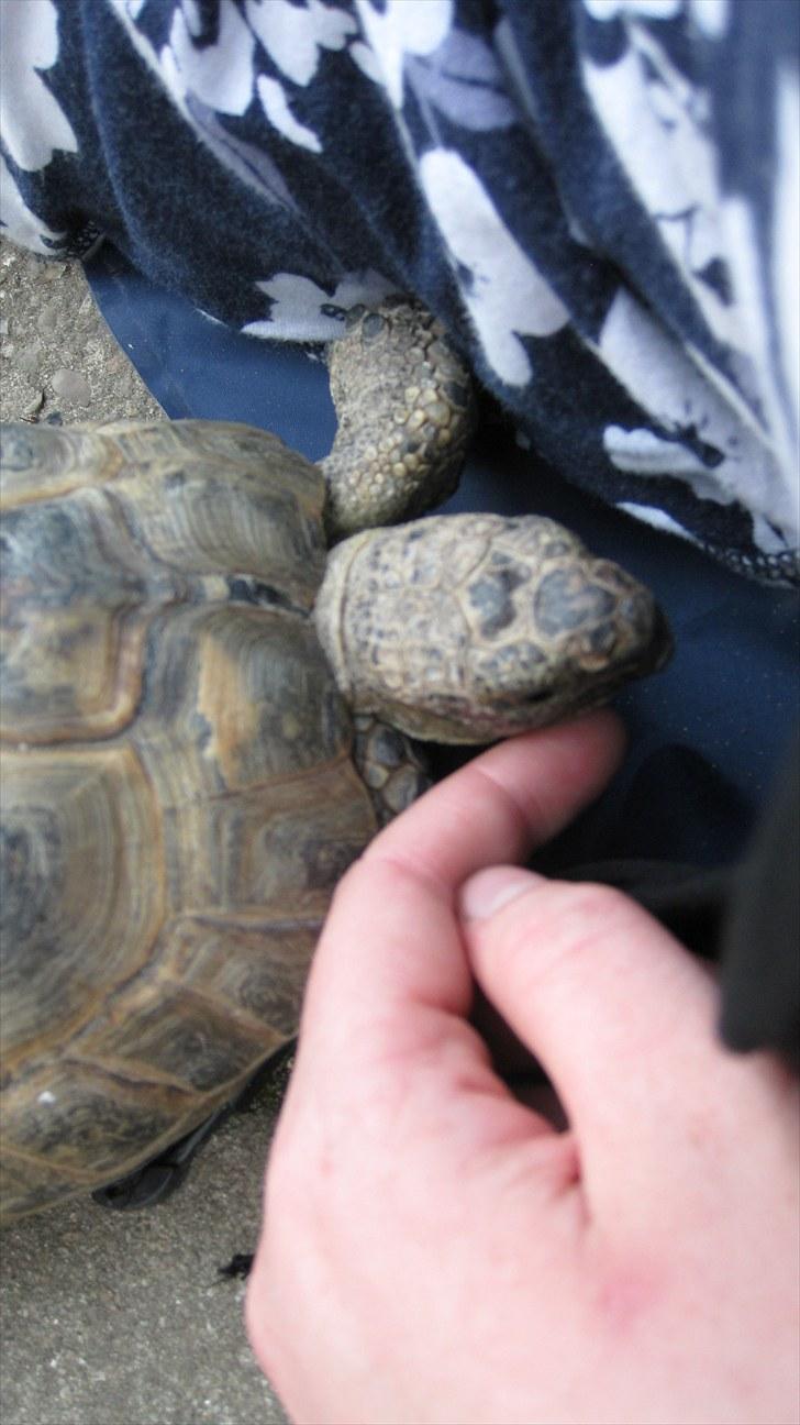 Skildpadderne :p <3 de dejlige dyr! - Rikke elsker selvskab og at blive nusset!<3 rikke du er alt i mit liv!<3 billede 81