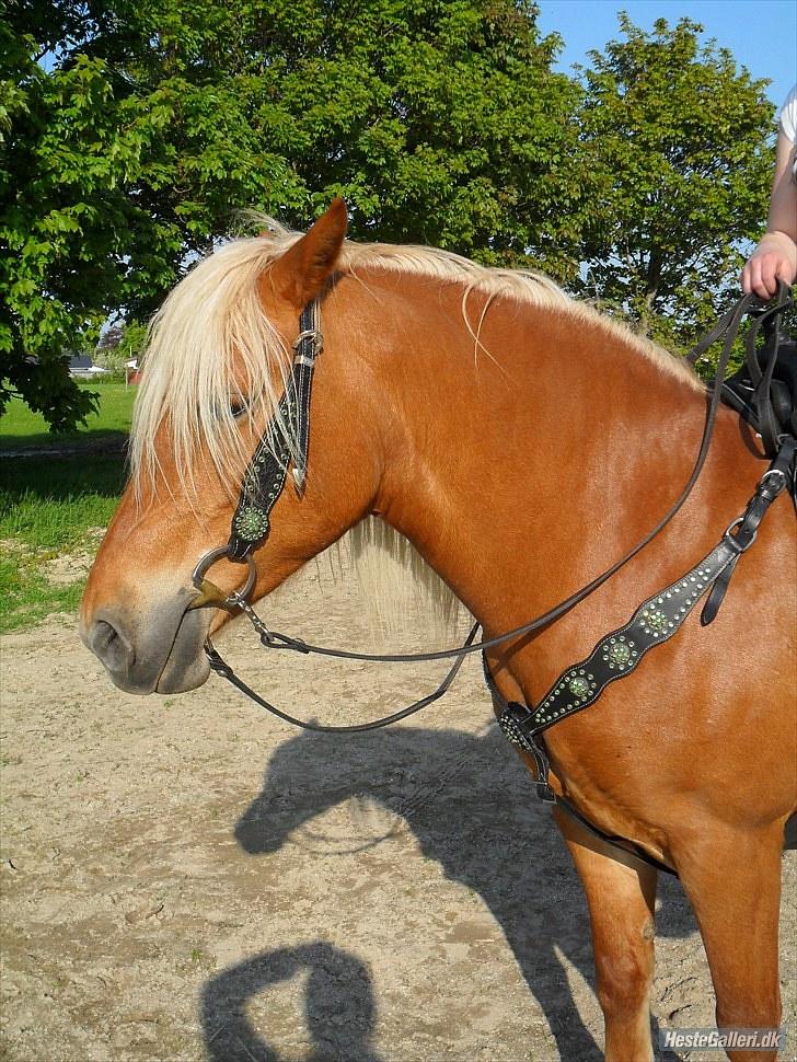 Western udstyr :D - 21/5-10 Fotograf: Laila <3 billede 5