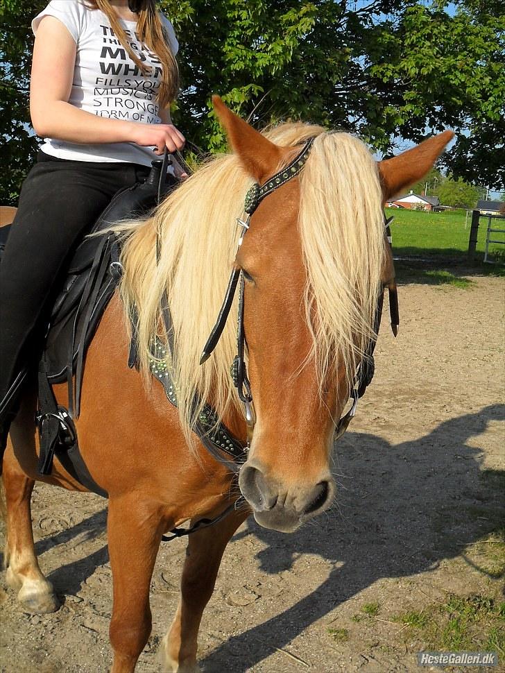 Western udstyr :D - 21/5-10 Fotograf: Laila <3 billede 6