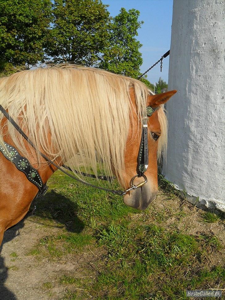 Western udstyr :D - 21/5-10 Fotograf: Laila <3 billede 1