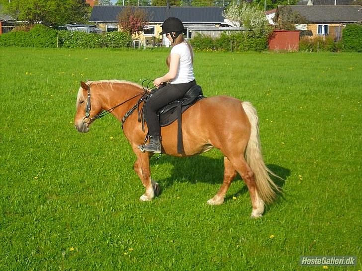 Western udstyr :D - 21/5-10 Fotograf: Laila <3 billede 10