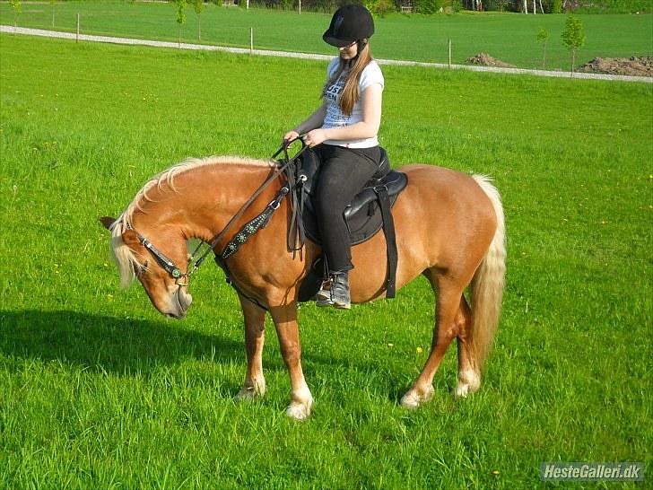 Western udstyr :D - 21/5-10 Fotograf: Laila <3
Jhosie: "neeej der er så meget græs! Bare EN lille bid!!" billede 11