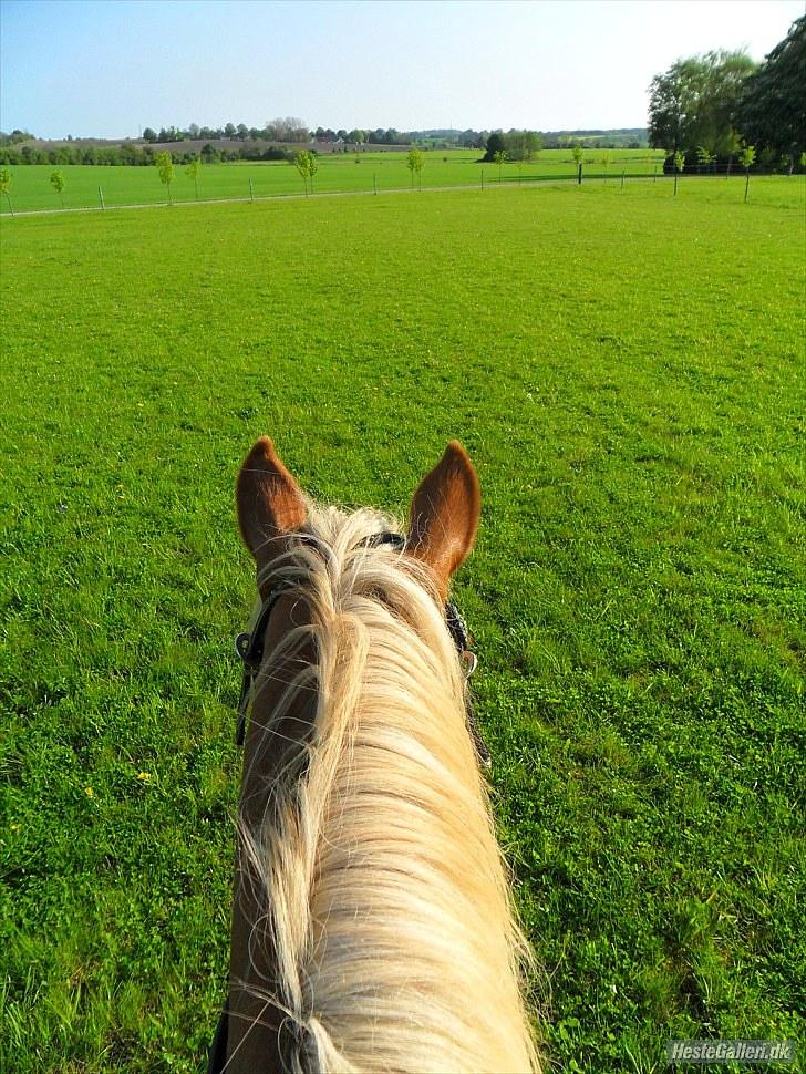 Western udstyr :D - 21/5-10 Fotograf: mig billede 14