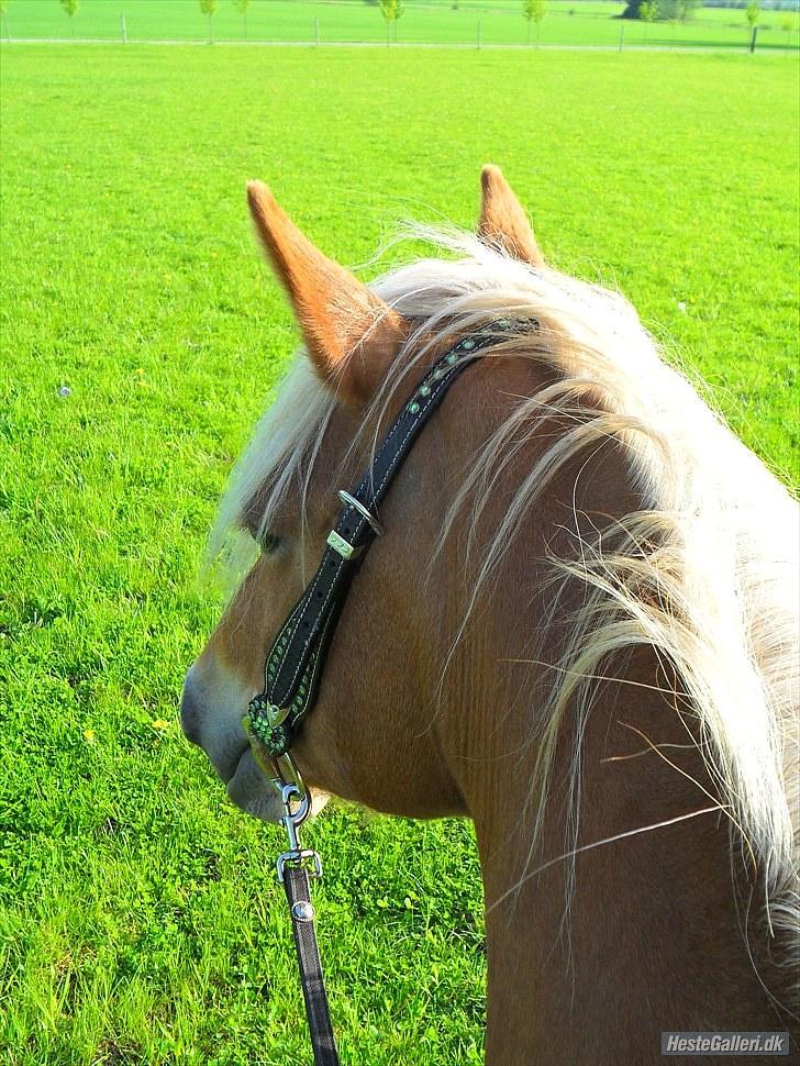 Western udstyr :D - 21/5-10 Fotograf: mig billede 15