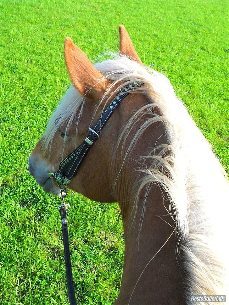 Western udstyr :D - 21/5-10 Fotograf: mig billede 16