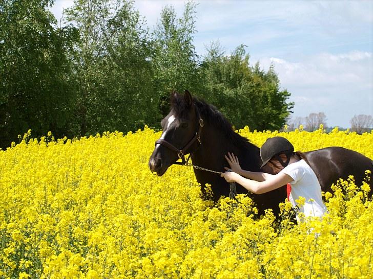 Gul Mark med 5 flotte ponyer! billede 2