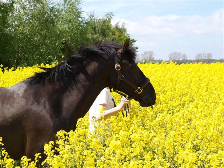 Gul Mark med 5 flotte ponyer! billede 3