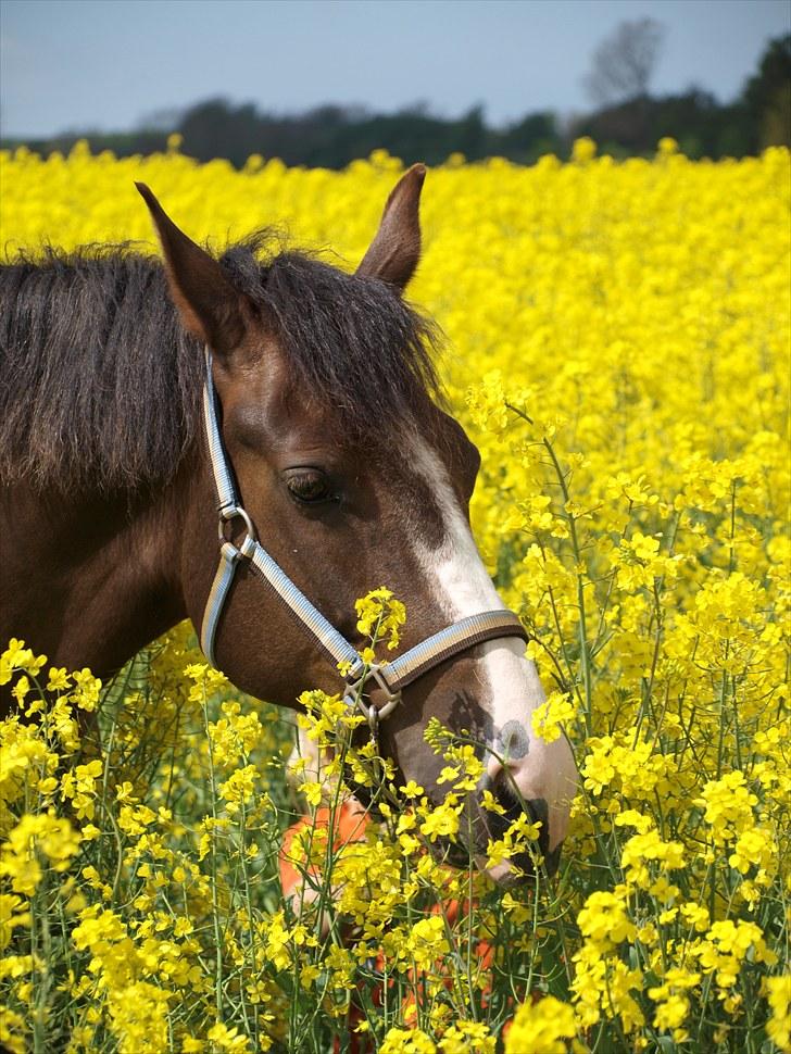 Gul Mark med 5 flotte ponyer! billede 4