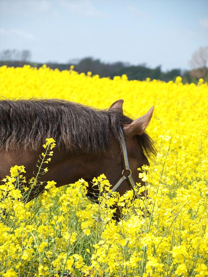Gul Mark med 5 flotte ponyer! billede 5