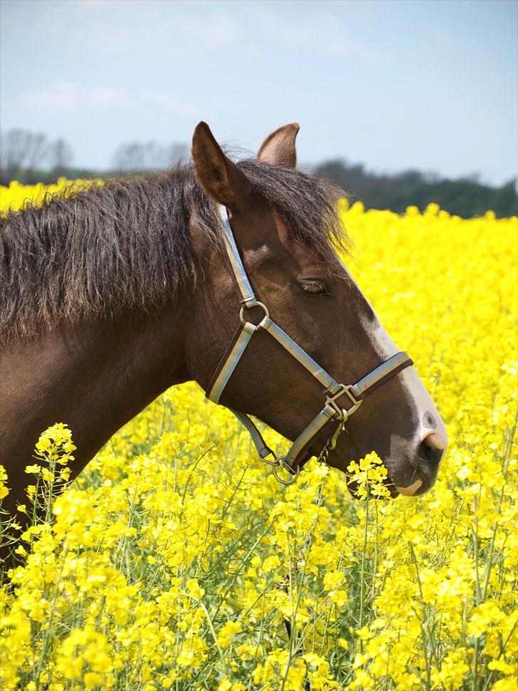 Gul Mark med 5 flotte ponyer! billede 6