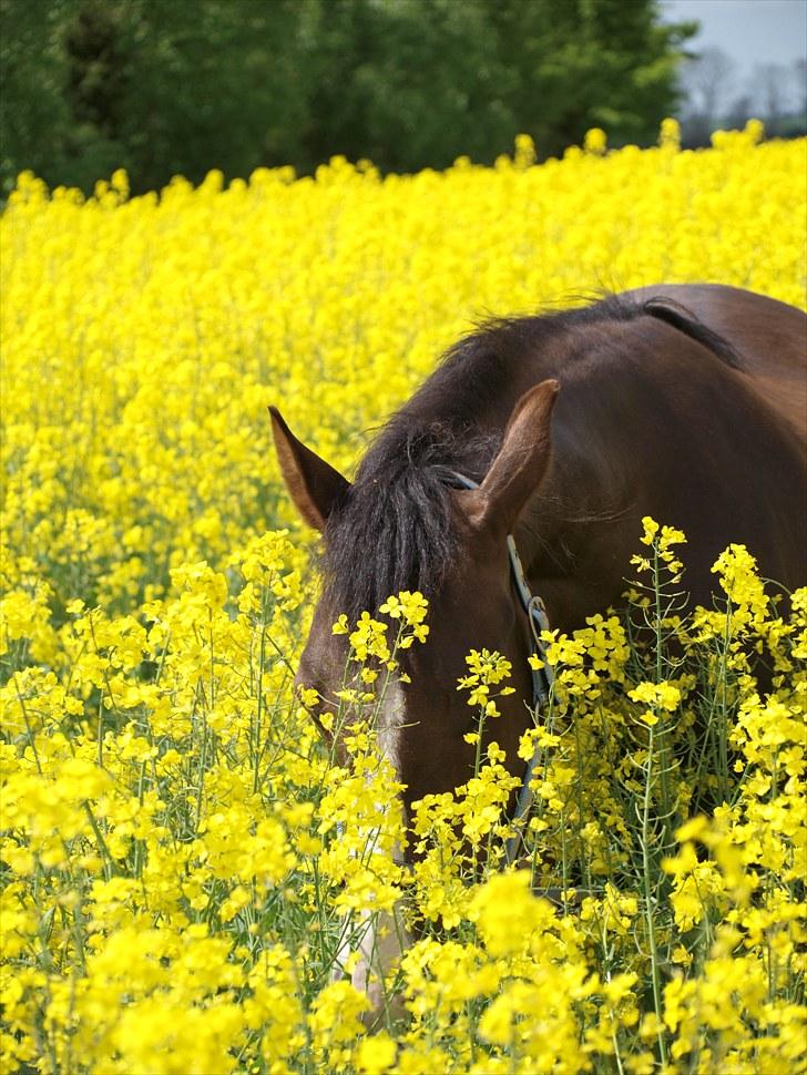 Gul Mark med 5 flotte ponyer! billede 7